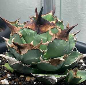 149多肉植物 アガベ チタノタAgave titanota ‘FO-222’