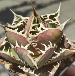 198多肉植物 アガベ チタノタAgave titanota ‘FO-076’