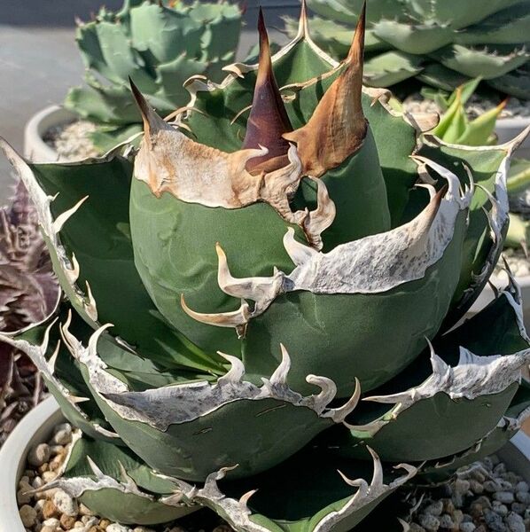 188 多肉植物 アガベ チタノタAgave titanota ‘Whitefire’