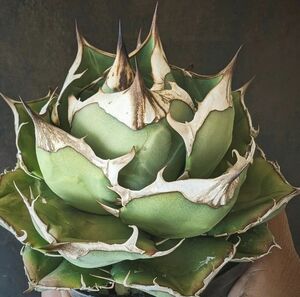 127 多肉植物 アガベ チタノタAgave titanota ‘姫厳龍’