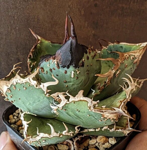 121 アガベ チタノタAgave titanota ‘圓葉拇指’