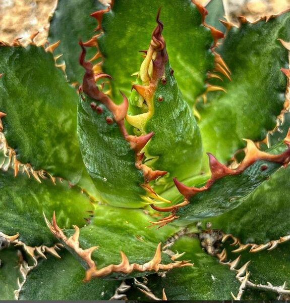 153多肉植物 アガベ チタノタAgave titanota ‘Crazy’