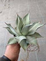 Agave silver wave アガベ　シルバー　ウェーブ_画像3