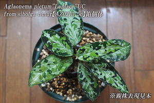 Aglaonema pictum ”Laplace”UC from sibolga timur【AZ0213-5c】箱個体 AZ便 ネームド 増殖株 アグラオネマピクタム ラプラス