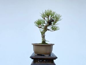  plain wood bonsai . Japanese black pin height of tree 22 centimeter bonsai Japanese black pin red pine . leaf pine genuine Kashiwa . tree hobby beginner present . job festival .. calendar festival . decoration decorative plant 