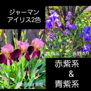 ジャーマンアイリス 球根 アイリス 花 春 ガーデニング 信州産 赤紫 青紫 春の花 苗 園芸 バイカラー パープル