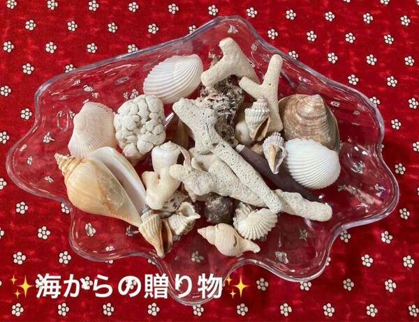 最終お値下げ! ☆海からの贈り物☆珊瑚 貝殻ハンドメイド材料☆シェル型器付き