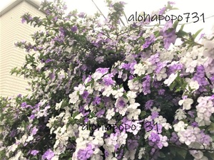 ニオイバンマツリ　つぼみ付き苗　ポットのまま発送　紫～白のジャスミンのような良い香りのお花　ミニ盆栽　蕾　ツボミ 送料￥130