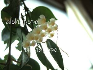 ホヤ　クローニアナシルバー　小苗　ポットのまま発送　白い花が咲きます　Hoya krohniana silver　サクララン　送料￥110