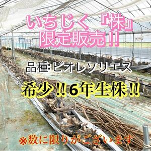 【6年生】いちじく ビオレソリエス 大苗 親株 6年生 苗 穂木 幻の黒イチジク！超希少 ④