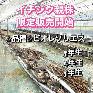 【1円スタート】いちじく ビオレソリエス 大苗 親株 5年生 苗 穂木 幻の黒イチジク！②