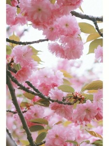 １円画像　即決　桜