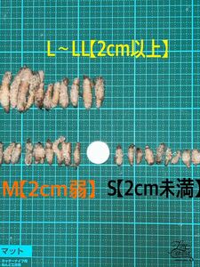 ウチョウラン球根　M100球＋おまけS30球