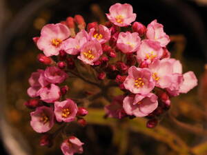 Drosera magnificaの種子 20粒 食虫植物 モウセンゴケ ドロセラ