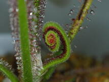 Drosera graminifolia ヤフオク系統の種子 20粒 食虫植物 モウセンゴケ ドロセラ_画像6