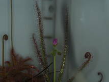 Drosera graminifolia ヤフオク系統の種子 20粒 食虫植物 モウセンゴケ ドロセラ_画像4