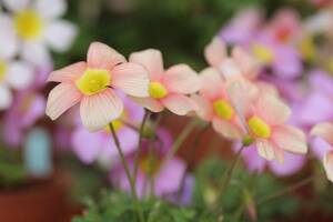 Oxalis obtusa Apple 苗 開花中 オレンジ色のお花に癒されます(*^^*)♪