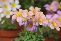 Oxalis obtusa Apple 苗 開花中 オレンジ色のお花に癒されます(*^^*)♪_画像2