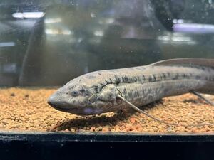 プロトプテルス アネクテンス ① 28cm± ナイジェリア便 ハイギョ 肺魚