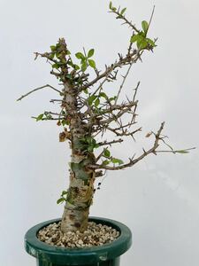 0042コミフォラ　クア　発根済　コーデックス 塊根植物 パキプス グラキリス オペルクリカリア アデニア 