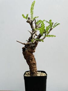 0056ボスウェリア　ネグレクタ　発根済みコーデックス パキポディウム パキプス オペルクリカリア コミフォラ 塊根植物 