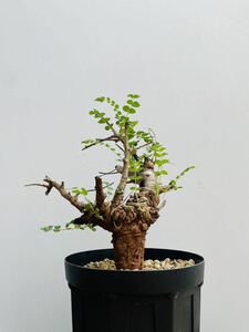 0059ボスウェリア　ネグレクタ　発根済みコーデックス パキポディウム パキプス オペルクリカリア コミフォラ 塊根植物 