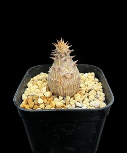 パキポディウム・ウィンゾリー/Pachypodium windsorii