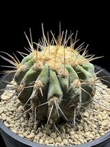 Copiapoa haseltoniana / コピアポア ハセルトニアナ 逆鱗丸_画像1