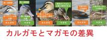 送料６３円　カルガモ　鳥類　１００枚　束　９０円切手　使用済　Eastern Spot-billed Duck　学名　Anas zonorhyncha　万葉集_画像10