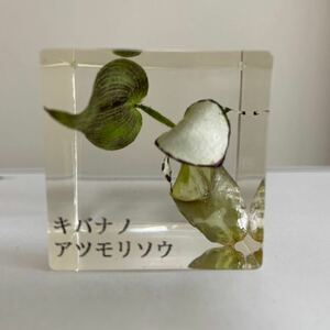  Kiva nano atsumoli saw. fields and mountains grass * flower Cube * paper weight....