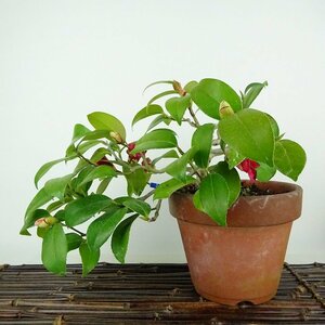  бонсай . один ... высота дерева верх и низ примерно 17cm...Camellia japonica камелия камелия . вечнозеленое дерево .. для маленький товар на данный момент товар 