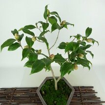 盆栽 椿 樹高 約40cm つばき Camellia japonica ツバキ ツバキ科 常緑樹 観賞用 現品_画像6