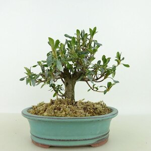 盆栽 皐月 山の光 樹高 約12cm さつき Rhododendron indicum サツキ ツツジ科 常緑樹 観賞用 小品 現品