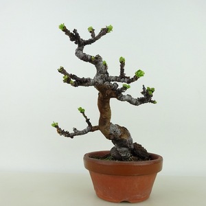 Bonsai Karinoki Высота около 13 см Карин Псевдоцидония Sinensis Karinbara Fally Fallet