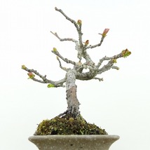 盆栽 花梨 樹高 約14cm かりん Pseudocydonia sinensis カリン バラ科 落葉樹 観賞用 小品 現品_画像3