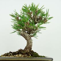 盆栽 松 黒松 樹高 約16cm くろまつ Pinus thunbergii クロマツ マツ科 常緑針葉樹 観賞用 小品 現品_画像3