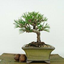 盆栽 松 黒松 樹高 約16cm くろまつ Pinus thunbergii クロマツ マツ科 常緑針葉樹 観賞用 小品 現品_画像2