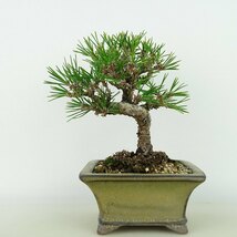 盆栽 松 黒松 樹高 約16cm くろまつ Pinus thunbergii クロマツ マツ科 常緑針葉樹 観賞用 小品 現品_画像1