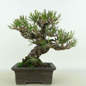 Сосна бонсай Черная сосна Высота около 17 см Kuromatsu Pinus thunbergii Черная сосна Pinaceae Вечнозеленое хвойное дерево Декоративный кусочек Актуально