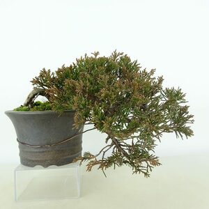 盆栽 真柏 樹高 上下 約15cm しんぱく Juniperus chinensis シンパク “シャリ” ヒノキ科 常緑樹 観賞用 小品 現品