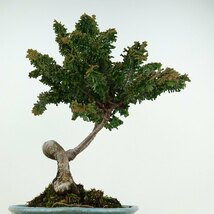 盆栽 石化桧 樹高 約26cm せっかひのき Chamaecyparis obtusa セッカヒノキ ヒノキ科 常緑樹 観賞用 現品_画像5
