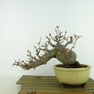  bonsai maple height of tree top and bottom approximately 16cm maple Acer maple . leaf maple . deciduous tree .. for small goods reality goods 