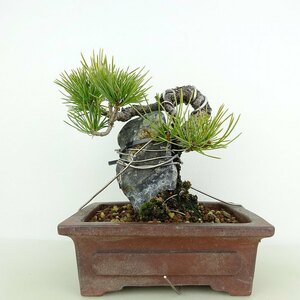 盆栽 松 五葉松 樹高 約12cm ごようまつ Pinus parviflora ゴヨウマツ 石付き マツ科 常緑針葉樹 観賞用 小品 現品