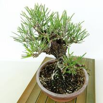 盆栽 松 黒松 錦松 樹高 約16cm にしきまつ Pinus thunbergii ニシキマツ マツ科 常緑針葉樹 観賞用 小品 現品_画像9