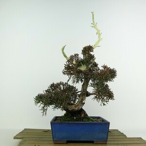 盆栽 真柏 樹高 約32cm しんぱく Juniperus chinensis シンパク ジン シャリ ヒノキ科 常緑樹 観賞用 現品
