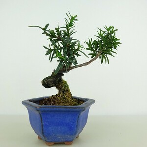 盆栽 一位 樹高 約12cm いちい Taxus cuspidata イチイ イチイ科 常緑針葉樹 観賞用 小品 現品