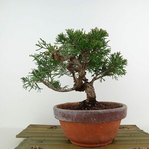 盆栽 真柏 樹高 約16cm しんぱく Juniperus chinensis シンパク ジン ヒノキ科 常緑樹 観賞用 小品 現品