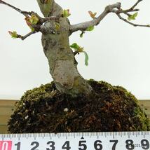 盆栽 花梨 樹高 約25cm かりん Pseudocydonia sinensis カリン バラ科 落葉樹 観賞用 現品_画像5