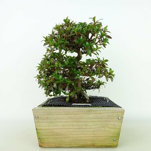 盆栽 皐月 珍山 樹高 約16cm さつき Rhododendron indicum サツキ ツツジ科 常緑樹 観賞用 小品 現品