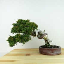 盆栽 真柏 樹高 約18cm しんぱく Juniperus chinensis シンパク “ジン シャリ” ヒノキ科 常緑樹 観賞用 小品 現品_画像1